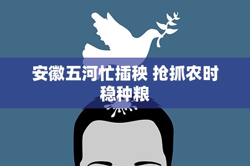 安徽五河忙插秧 抢抓农时稳种粮