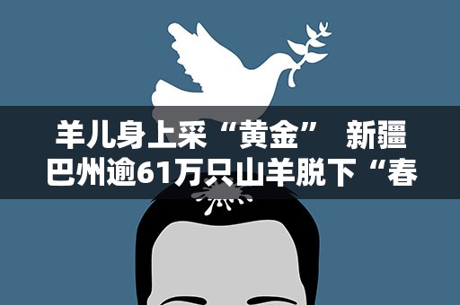 羊儿身上采“黄金” 新疆巴州逾61万只山羊脱下“春装”换“夏衣”