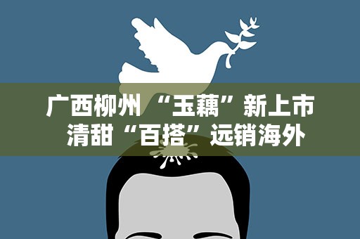 广西柳州 “玉藕”新上市 清甜“百搭”远销海外