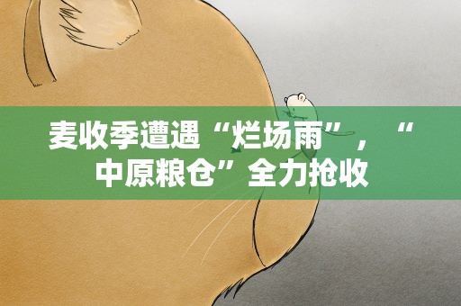 麦收季遭遇“烂场雨”，“中原粮仓”全力抢收