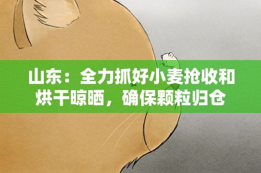 山东：全力抓好小麦抢收和烘干晾晒，确保颗粒归仓
