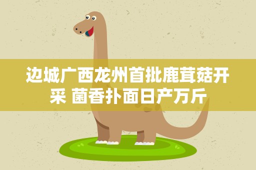 边城广西龙州首批鹿茸菇开采 菌香扑面日产万斤