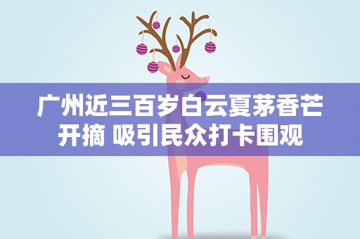 广州近三百岁白云夏茅香芒开摘 吸引民众打卡围观